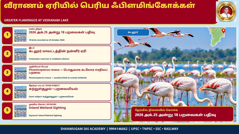 வீராணம் ஏரியில் 'பெரிய பூநாரைகள்' (Greater Flamingo) – கடலோரப் பறவைகள் உள்நாட்டு ஏரியில் அரிய காட்சி